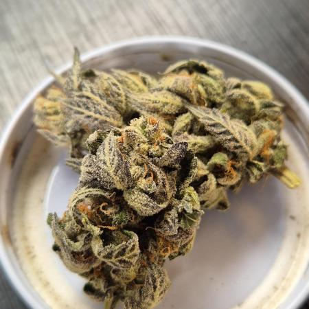 RDWC LA Punch 1st photo grow