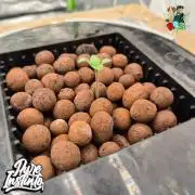 HB Dunkin'z ( RDWC )