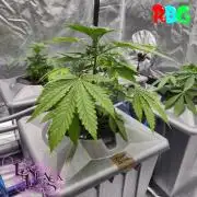 Alien Bubba RDWC