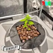 Orange Cream PoP RDWC