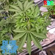 Lemon pound cake x blue star