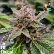 RDWC LA Punch 1st photo grow