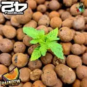 Rainbow Melon ( RDWC )