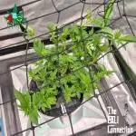 1st Photo grow (LA Punch )