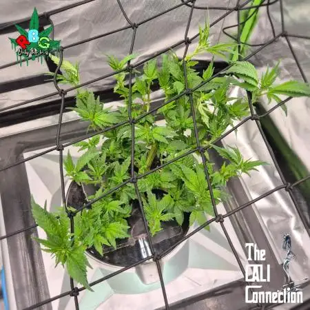 1st Photo grow (LA Punch )