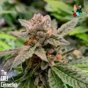 RDWC LA Punch 1st photo grow