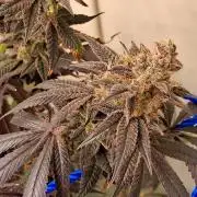 Purple panty droppers