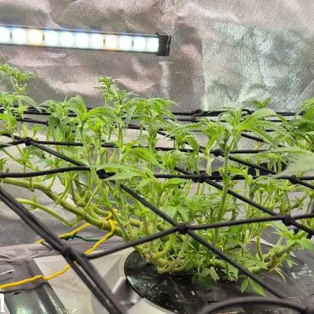 1st Photo Grow (Cherry Bellini)