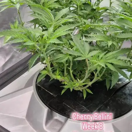 1st Photo Grow (Cherry Bellini)