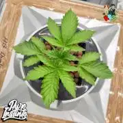 HB Dunkin'z ( RDWC )