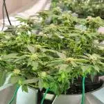 RDWC GRAPE OG 1st photo grow