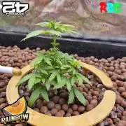 Rainbow Melon ( RDWC )