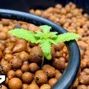 Lemon Cherry Runtz (DWC)