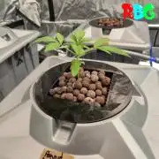 Peanut butter crashers ( RDWC )