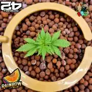 Rainbow Melon ( RDWC )