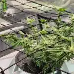 RDWC LA Punch 1st photo grow