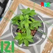 ( IZI Comp )Permanent Bluez RDWC