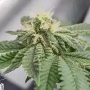 RDWC GRAPE OG 1st photo grow