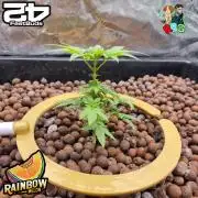 Rainbow Melon ( RDWC )