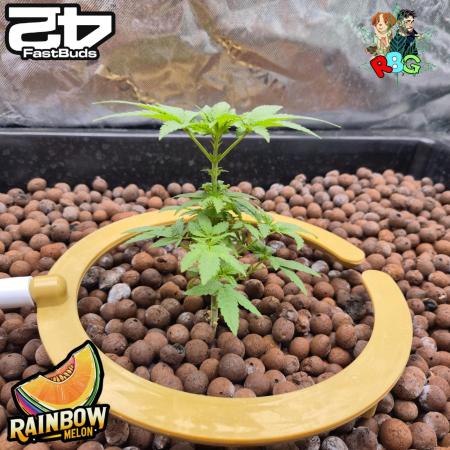 Rainbow Melon ( RDWC )