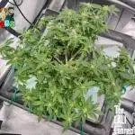 RDWC GRAPE OG 1st photo grow