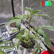 Gazzurple RDWC