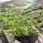 RDWC Cherry Bellini 1st photo grow