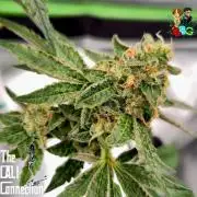 RDWC Cherry Bellini 1st photo grow