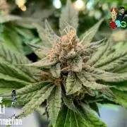 RDWC LA Punch 1st photo grow