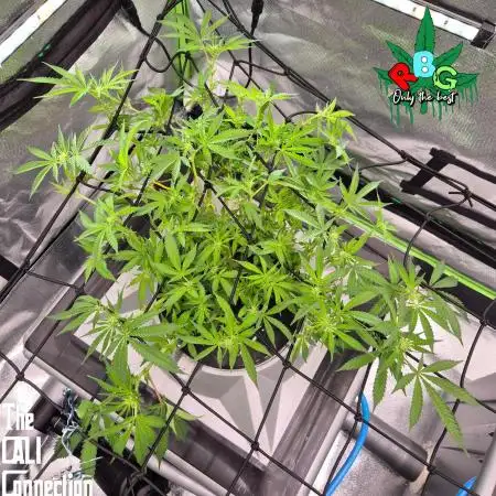 RDWC Cherry Bellini 1st photo grow