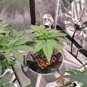 Orange Cream PoP RDWC
