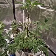 Gazzurple RDWC