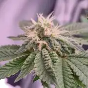 RDWC GRAPE OG 1st photo grow