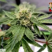 RDWC Cherry Bellini 1st photo grow