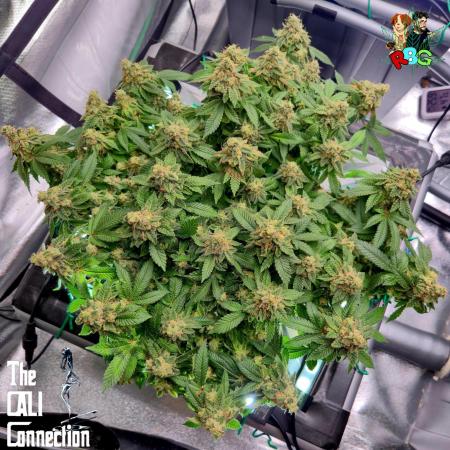 RDWC GRAPE OG 1st photo grow