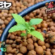 Papaya sherbet ( DWC )