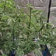 Peanut butter crashers ( RDWC )