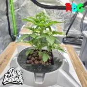 HB Dunkin'z ( RDWC )