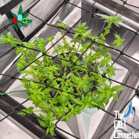 1st Photo grow (GRAPE OG)