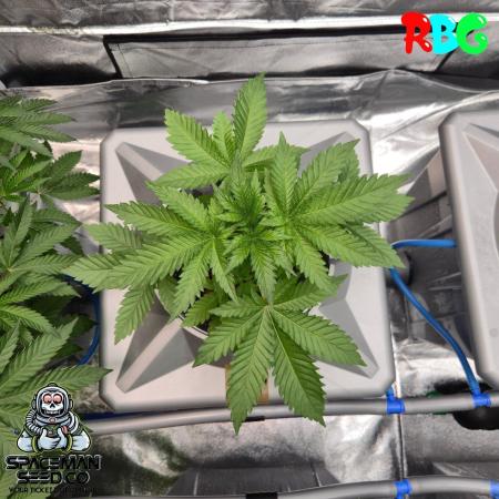 Apple fritter s1 RDWC