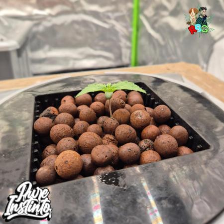 HB Dunkin'z ( RDWC )