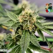 RDWC Cherry Bellini 1st photo grow