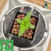 ( IZI Comp )Permanent Bluez RDWC