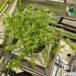 RDWC Cherry Bellini 1st photo grow