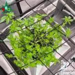 1st Photo grow (GRAPE OG)