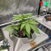 Apple fritter s1 RDWC