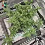 RDWC LA Punch 1st photo grow