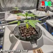 Peanut butter crashers ( RDWC )