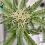 RDWC Cherry Bellini 1st photo grow