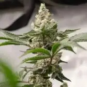 Peanut butter crashers ( RDWC )